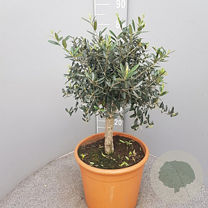 Olea europaea 90 cm 12L stam