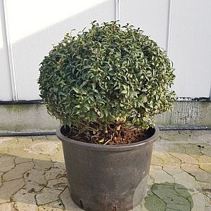 Osmanthus burkwoodii 50 cm container bol