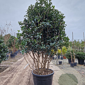 Osmanthus fortunei 175-200 cm container piramide