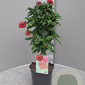 Pentas lanceolata 80 cm 3,0L stam