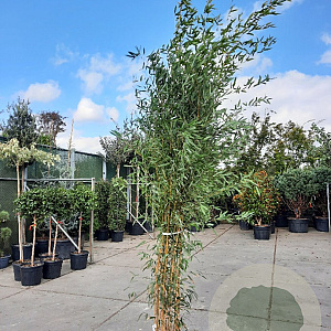 Phyllostachys aureos. 'Aureocaulis' 250-300 cm 15L