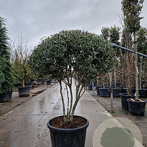 Phillyrea angustifolia 120-140 cm container piramide