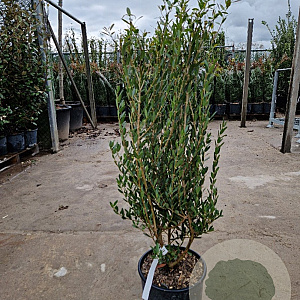 Phillyrea angustifolia 60-80 cm 10L
