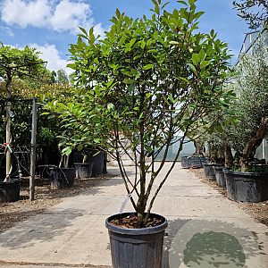 Photinia fraseri 'Red Robin' 140-160 cm container paraplu extra