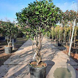 Photinia fraseri 'Red Robin' 150-175 cm container solitair 40-45