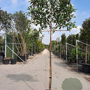 Photinia fraseri 'Red Robin' 180 cm stam container 10-12 hoge lei