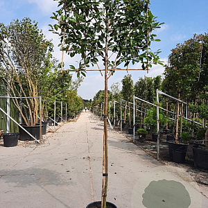 Photinia fraseri 'Red Robin' 180 cm stam container 10-12 hoge lei