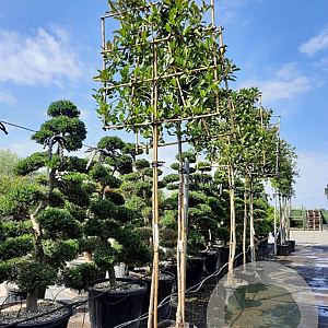 Photinia fraseri 'Red Robin' 180 cm stam container 10-12 hoge lei