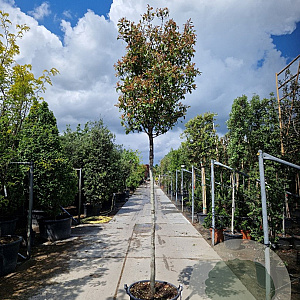 Photinia fraseri 'Red Robin' 180 cm stam container 12-14 leiboom