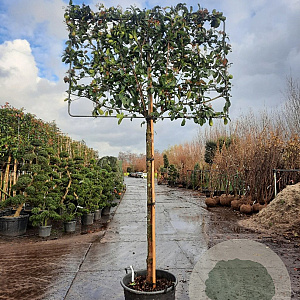 Photinia fraseri 'Red Robin' 180 cm stam container 16-18 lei 180x120