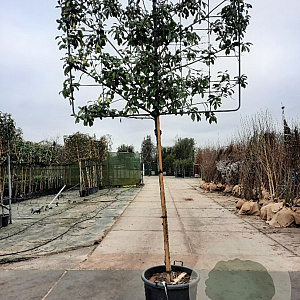 Photinia fraseri 'Red Robin' 180 cm stam container 16-18 lei 180x120