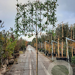 Photinia fraseri 'Red Robin' 180 cm stam container 8-10