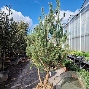 Pinus sylvestris 200-250 cm draadkluit meerstammig 140-160 diameter