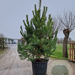 Pinus sylvestris 200-250 cm draadkluit meerstammig 140-160 diameter