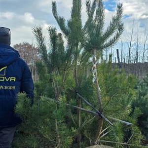 Pinus sylvestris 200-250 cm draadkluit meerstammig 140-160 diameter