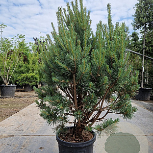 Pinus sylvestris 80-100 cm 2,5L