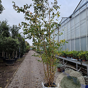 Prunus 'The Bride' 250-300 cm container meerstammig