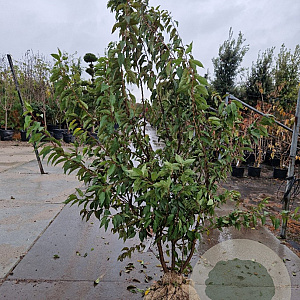 Prunus subh. 'Autumnalis' 200-250 cm draadkluit meerstammig 140-160 diameter