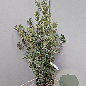 Quercus ilex 100-125 cm 10L