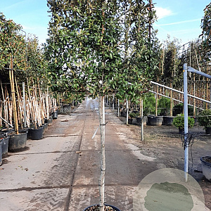 Quercus ilex 100 cm stam container 10-12HO