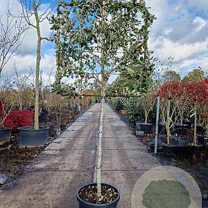 Quercus ilex 120 cm stam container 10-12 lei 100x100