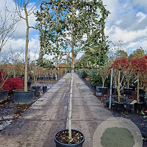Quercus ilex 120 cm stam container 10-12 lei 100x100