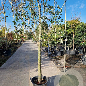 Quercus ilex 120 cm stam container 20-25