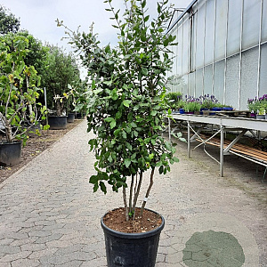 Quercus ilex 125-150 cm container paraplu