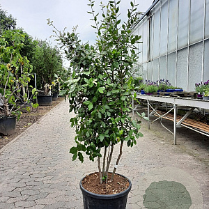 Quercus ilex 125-150 cm container paraplu