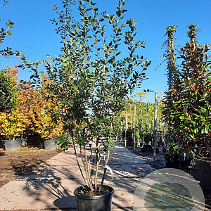 Quercus ilex 150-175 cm container solitair 40-45