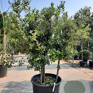 Quercus ilex 150-175 cm container solitair 40-45