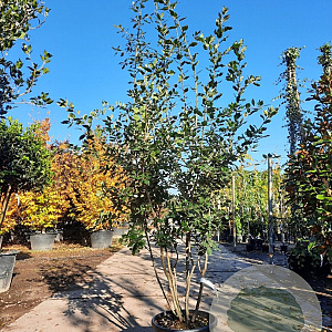 Quercus ilex 150-175 cm container solitair 40-45