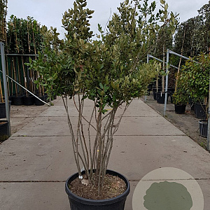 Quercus ilex 150-175 cm container solitair 40-45