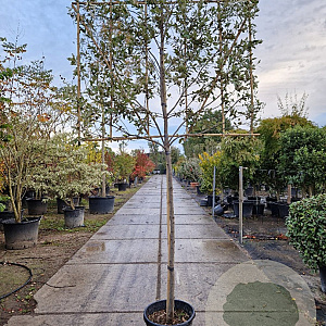 Quercus ilex 150 cm stam container 10-12 lei 150x120