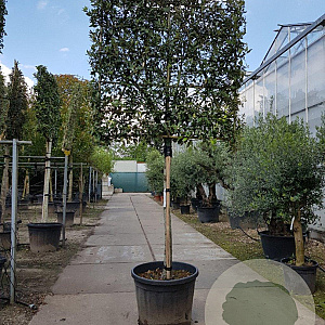 Quercus ilex 150 cm stam container 20-25 lei 150x150