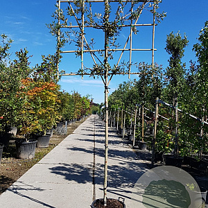 Quercus ilex 160 cm stam container 6-8 lei 150x120