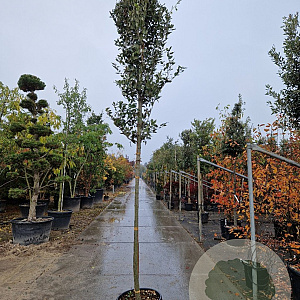 Quercus ilex 160 cm stam container 12-14 extra