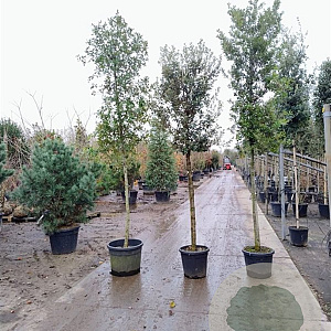Quercus ilex 160 cm stam container 12-14