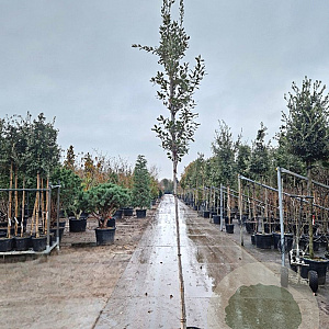 Quercus ilex 160 cm stam container 4-6