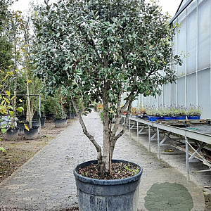 Quercus ilex 175-200 cm container piramide