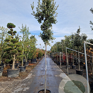 Quercus ilex 180 cm stam container 10-12 hoge lei