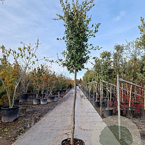 Quercus ilex 180 cm stam container 12-14 leiboom