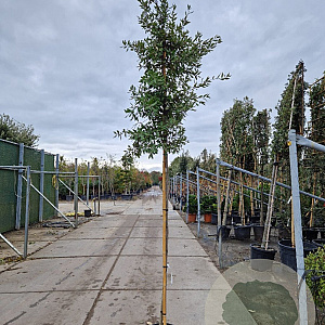 Quercus ilex 180 cm stam container 6-8