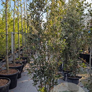 Quercus ilex 200-250 cm 30L