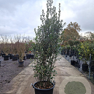 Quercus ilex 200-250 cm 50L