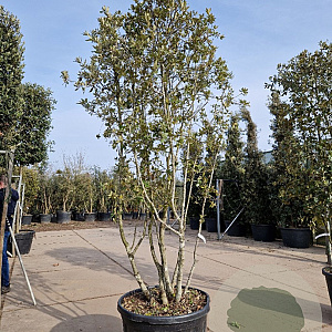 Quercus ilex 200-250 cm container 80 stam