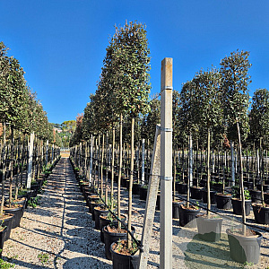 Quercus ilex 200 cm stam container 18-20