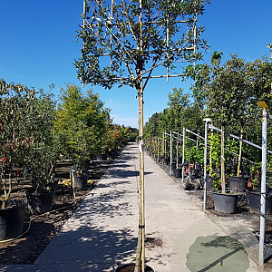 Quercus ilex 200 cm stam container 16-18 lei 150x150