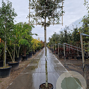 Quercus ilex 200 cm stam container 14-16 lei 150x120