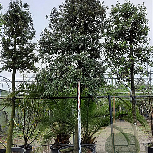 Quercus ilex 200 cm stam container 35-40